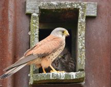 07 Turmfalken Maennchen